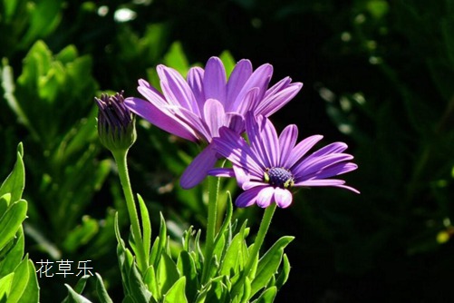 蓝目菊冬天怎么养护？蓝目菊冬天这样养护来年一样花开繁茂