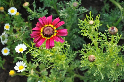 花环菊图片，高清花环菊图片欣赏